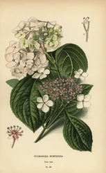 Storbladshortensia, Hydrangea macrophylla.