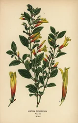 Brasiliansk fuchsia, Justicia floribunda (Libonia floribunda). Kromolitografi från en illustration av Desire Bois från Edward Step