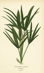 Bredbladig dampalm eller bambupalm, Rhapis excelsa (Trachycarpus excelsus). Kromolitografi från en illustration av Desire Bois från Edward Step