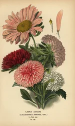 Kina aster sorter, Callistephus x sinensis.