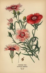 Kinesisk rosa, Dianthus chinensis.