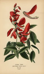 Korallträd, Erythrina crista-galli.