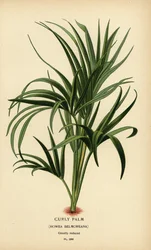 Lockig palm, Howea belmoreana. Sårbar. Kromolitografi från en illustration av Desire Bois från Edward Step