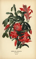 Falsk julkaktus, Schlumbergera truncata.