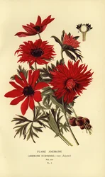 Flamsippor, Anemone hortensis.
