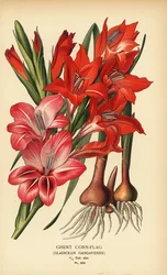 Gent majsflagga, Gladiolus x gandavensis. Kromolitografi från en illustration av Desire Bois från Edward Step