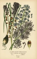 Druvhyacint, Leopoldia comosa (Muscari comosum, var. monstrosum, var. plumosa). Kromolitografi från en illustration av Desire Bois från Edward Step