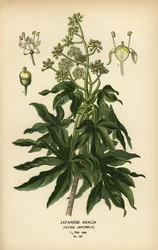 Japansk aralia eller glansbladig pappersväxt, Fatsia japonica