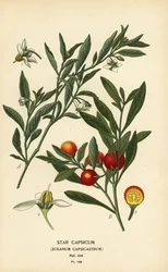 Jerusalem körsbär, Solanum pseudocapsicum var. diflores