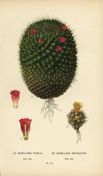 Mammillaria prolifera och Mammillaria rhodantha.