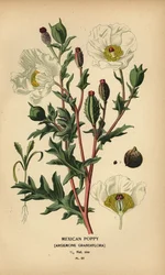 Mexikansk vallmo, Argemone grandiflora.