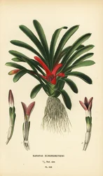 Nidularium scheremetiewii (Karatas scheremetiewi). Kromolitografi från en illustration av Desire Bois från Edward Step