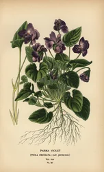 Parmaviol, violadoftande.
