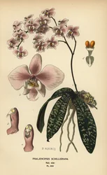 Phalaenopsis schilleriana orkidé. Kromolitografi från en illustration av B. Herincq från Edward Step’s Favorite Flowers of Garden and Greenhouse, Frederick Warne, London