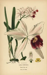 Lilafärgad laeliaorkidé, Cattleya purpurata (Laelia purpurata). Kromolitografi från en illustration av B. Herincq från Edward Step’s Favorite Flowers of Garden and Greenhouse, Frederick Warne, London