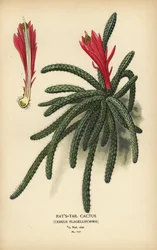 Råttsvanskaktus, Disocactus flagelliformis.