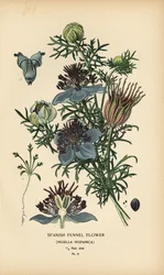 Spansk fänkål, Nigella hispanica.