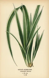 Tahitisk skruvtall, Pandanus tectorius (Veitchs skruvtall, Pandanus veitchii). Kromolitografi från en illustration av Desire Bois från Edward Step