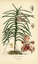 Vanda tricolor orkidé. Kromolitografi från en illustration av B. Herincq från Edward Step’s Favorite Flowers of Garden and Greenhouse, Frederick Warne, London