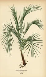 Weddells palm, Lytocaryum weddellianum, ung planta (Cocos weddeliana). Kromolitografi från en illustration av Desire Bois från Edward Step