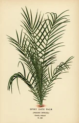 Vild dadelpalm eller Senegal dadelpalm, Phoenix reclinata (Spiny dadelpalm, Phoenix spinosa). Kromolitografi från en illustration av Desire Bois från Edward Step