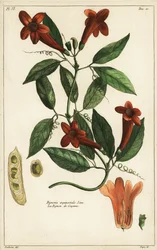 Vitlöksranka, Bignonia equinoctialis, Linn