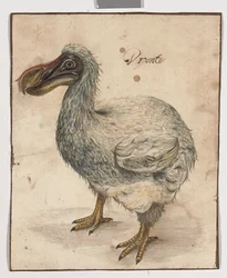 En dodo (spår av svart krita, w/c & gummi arabicum med bruna inramningslinjer)