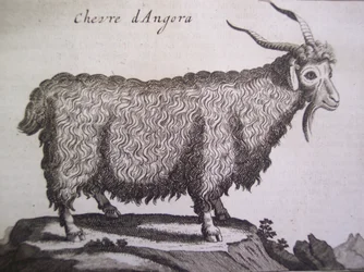 Angora get, från Relation dun Voyage du Levant av Joseph Pitton de Tournefort, Amsterdam, 1718