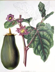 Aubergine, botanisk tallrik från Flora of the Gardens of the Kingdom of the Netherlands av A. W. Sythoff, 1860