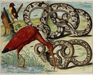 Fåglar och ormar, tavla 62, från "Den mest exakta beskrivningen av naturskatterna", 1734-1765