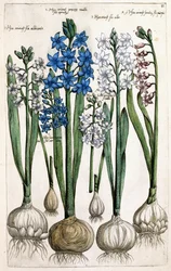Hyacinter, 1631-1647