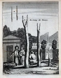 Lime and Orange Trees, från De Nederlandze Hesperides av Jan Commelin, publicerad 1676
