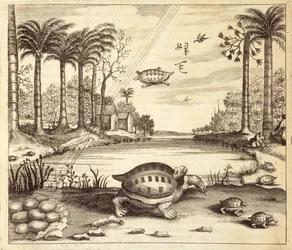 Sköldpaddsägg kläcks, från Kina Illustrerad av Athanasius Kircher (1601-80) 1667