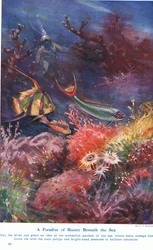 A Paradise of Beauty Beneath the Sea, illustration från "Wonders of Land and Sea", publicerad av Cassell, London, 1914