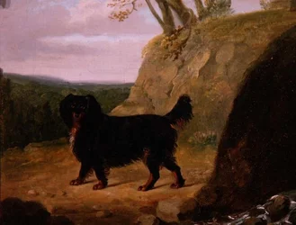 En cocker spaniel i landskapet