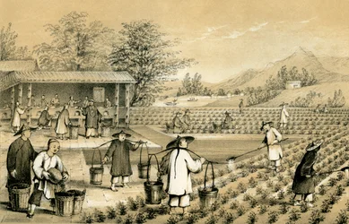 Kultur och beredning av te, Kina, 1847.