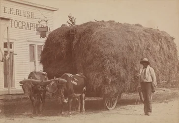 Albumintryck av en man med full hövagn, 1894-1904.