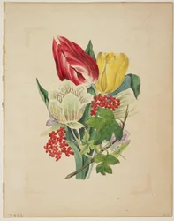 Bukett av tulpaner, från Floras ordbok, 1838