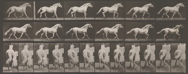 Djurrörelse. En elektrofotografisk undersökning av på varandra följande faser av djur ..., 1880-talet.