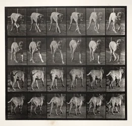 Skräcktrav, 1887.
