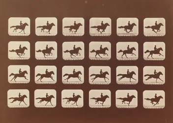 Hästar. Löpning. Phyrne L. nr 40, 1879.
