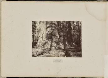 Mammoth Tree Grove, Calaveras County, Kalifornien. Häxgruppen från Salem. I genomsnitt 300 meter högt, 65 meter i omkrets