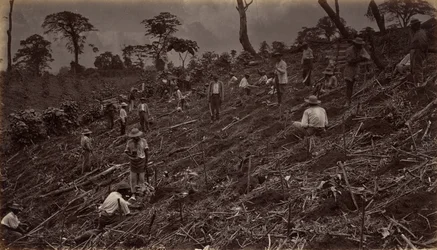 Att bygga ut en kaffeplantage i Antigua de Guatemala, 1875, publicerad 1877.