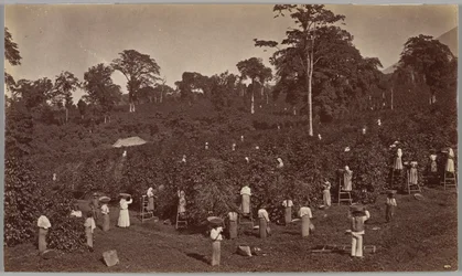 Kaffeskörd, Las Nubes, Guatemala