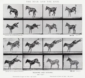 Eadweard Muybridge: The Buck and the Kick (s/v foto)