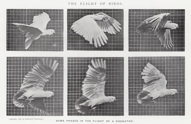 Eadweard Muybridge: The Flight of Birds (s/v foto)