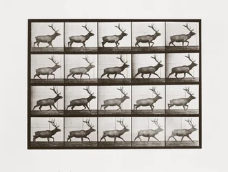 Älg, skylt 692 från Animal Locomotion, 1887