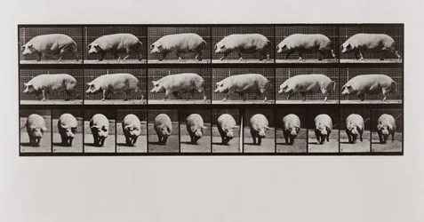 Grisvandring, skylt 673 från Animal Locomotion, 1887