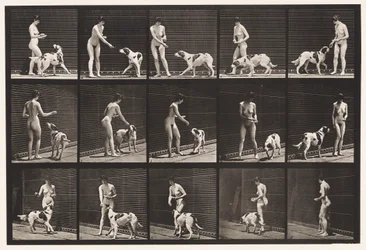 Tallrik 514. Mata en hund