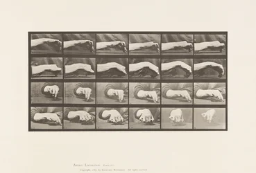 Tallrik 532. Handens rörelse; Rita en cirkel, 1885